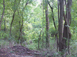 A typical edge of the nine sites in the study. The pictured site is the Baltimore, MD high ozone location. (Photo by Eric Elton)